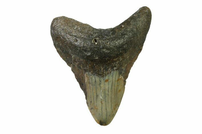 Bargain, Fossil Megalodon Tooth - North Carolina #338484